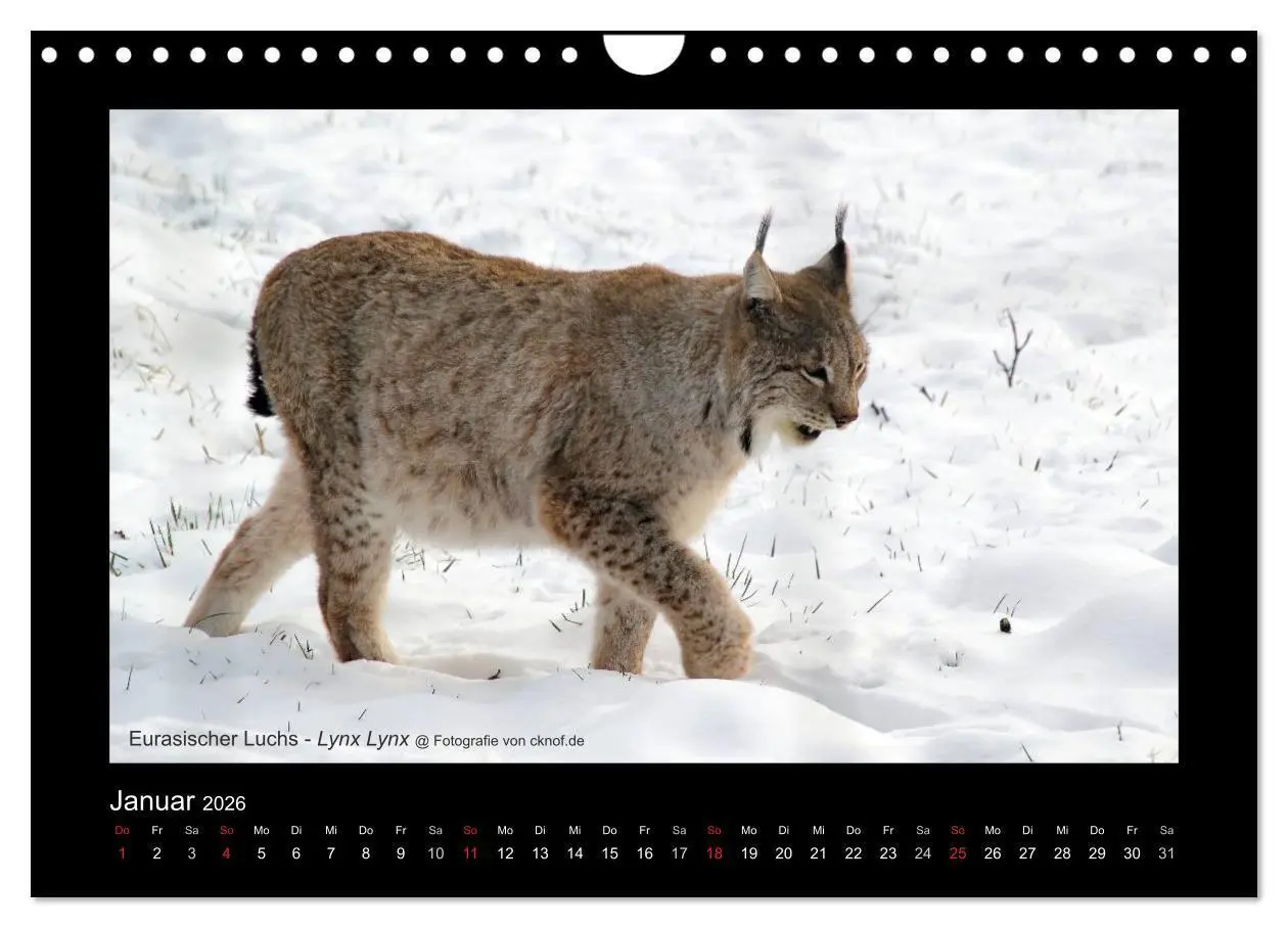 Bild: 9783516181357 | Wildtiere (Wandkalender 2026 DIN A4 quer), CALVENDO Monatskalender