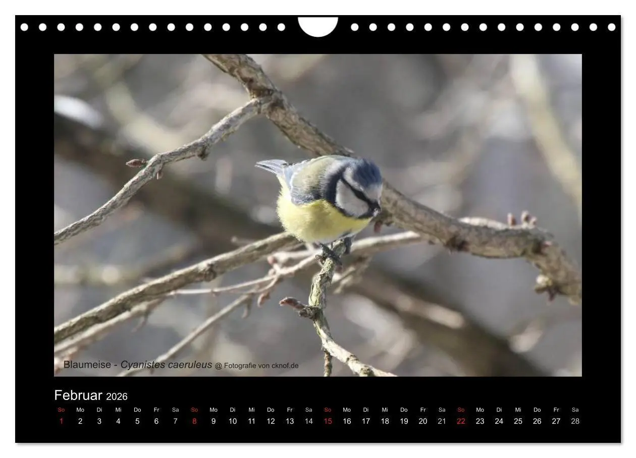 Bild: 9783516181357 | Wildtiere (Wandkalender 2026 DIN A4 quer), CALVENDO Monatskalender