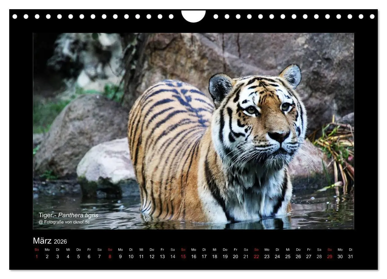 Bild: 9783516181357 | Wildtiere (Wandkalender 2026 DIN A4 quer), CALVENDO Monatskalender