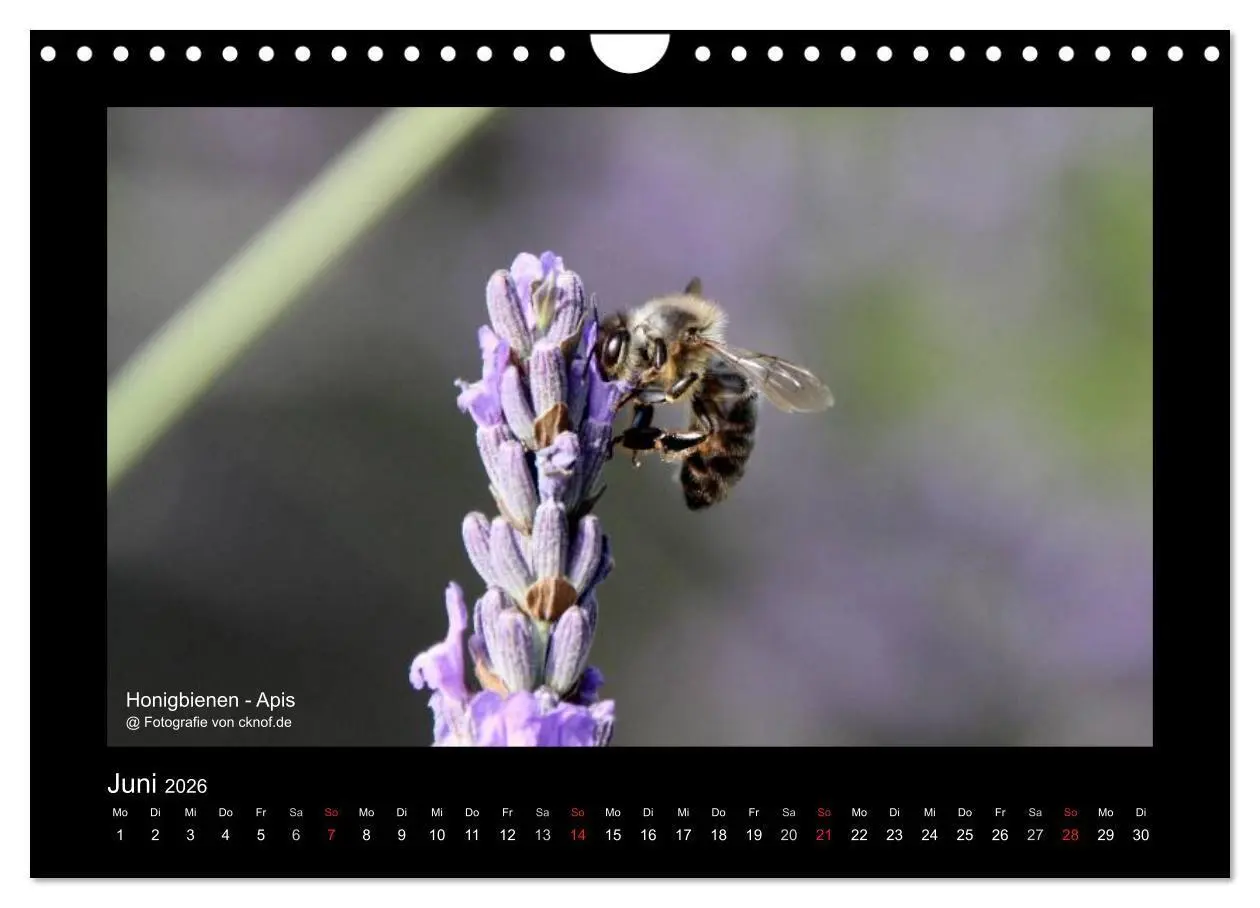 Bild: 9783516181357 | Wildtiere (Wandkalender 2026 DIN A4 quer), CALVENDO Monatskalender