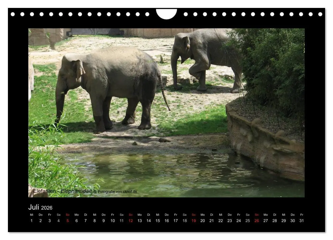 Bild: 9783516181357 | Wildtiere (Wandkalender 2026 DIN A4 quer), CALVENDO Monatskalender