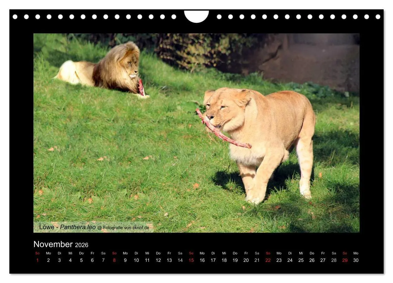 Bild: 9783516181357 | Wildtiere (Wandkalender 2026 DIN A4 quer), CALVENDO Monatskalender