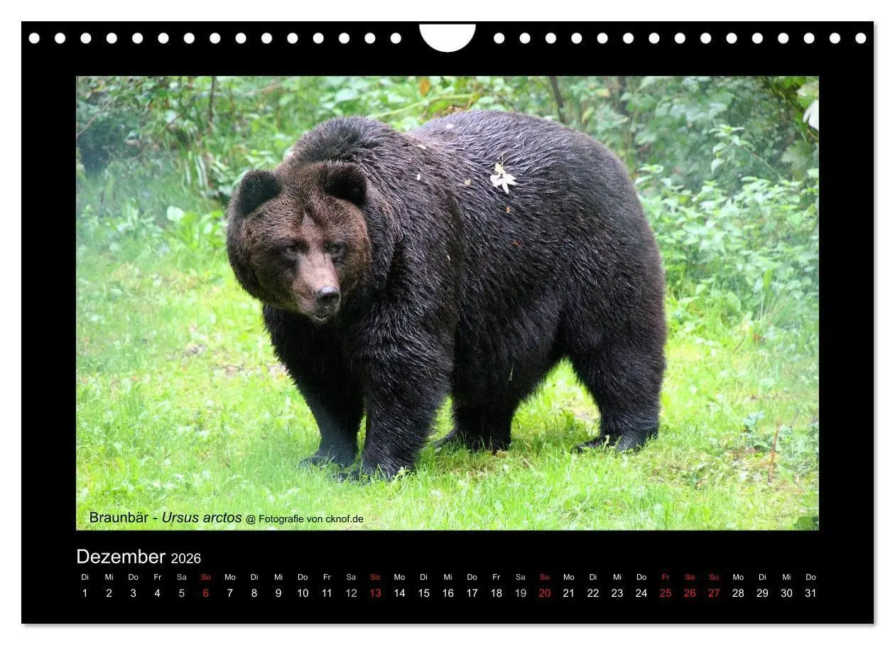 Bild: 9783516181357 | Wildtiere (Wandkalender 2026 DIN A4 quer), CALVENDO Monatskalender
