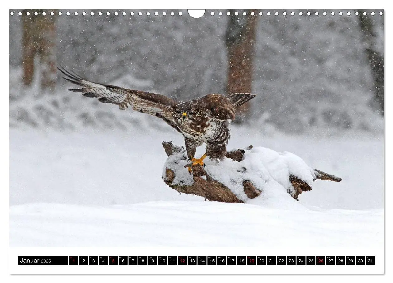 Bild: 9783435821457 | GREIFVÖGEL wild &amp; frei (Wandkalender 2025 DIN A3 quer), CALVENDO...