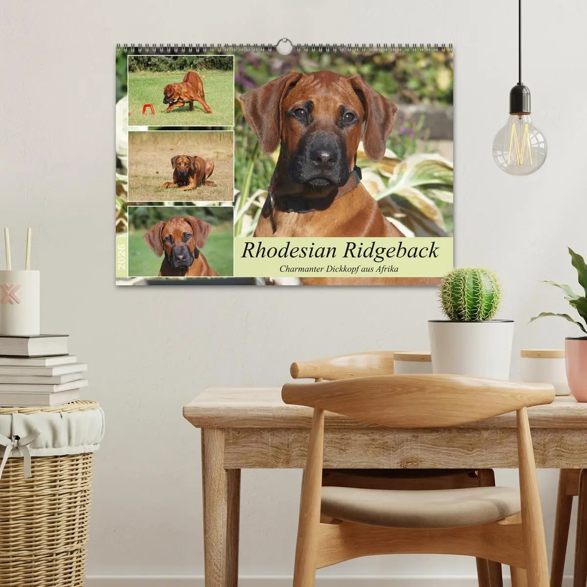 Bild: 9783457601457 | Rhodesian Ridgeback - Charmanter Dickkopf aus Afrika (Wandkalender...