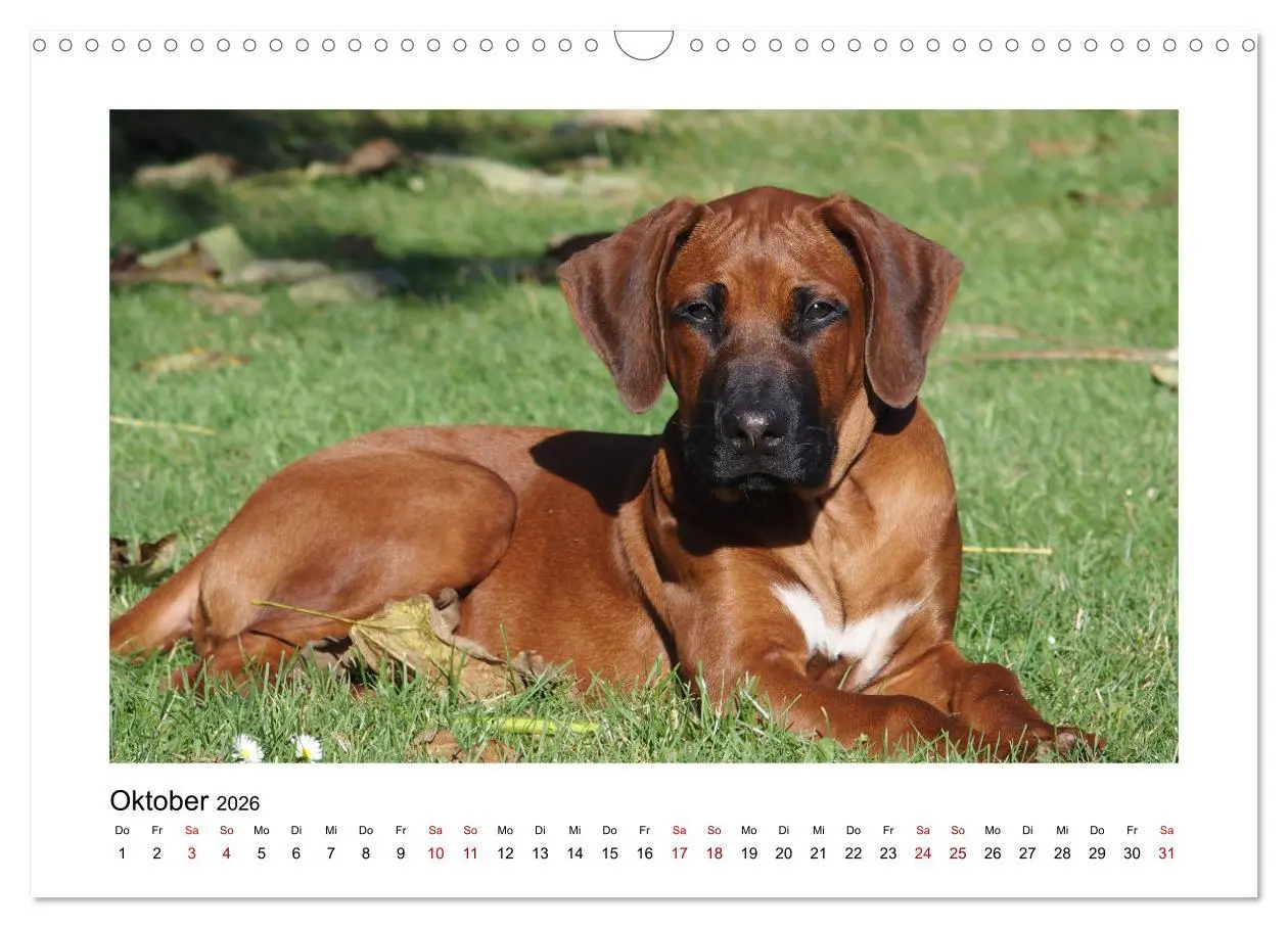 Bild: 9783457601457 | Rhodesian Ridgeback - Charmanter Dickkopf aus Afrika (Wandkalender...