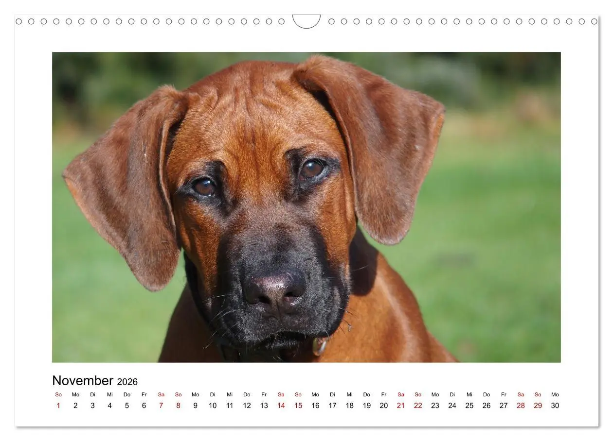 Bild: 9783457601457 | Rhodesian Ridgeback - Charmanter Dickkopf aus Afrika (Wandkalender...