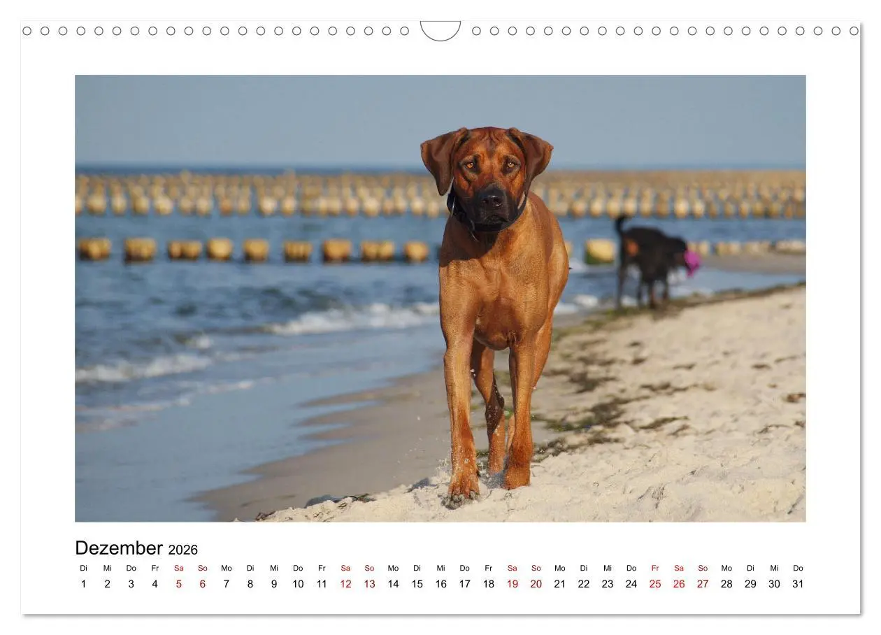 Bild: 9783457601457 | Rhodesian Ridgeback - Charmanter Dickkopf aus Afrika (Wandkalender...