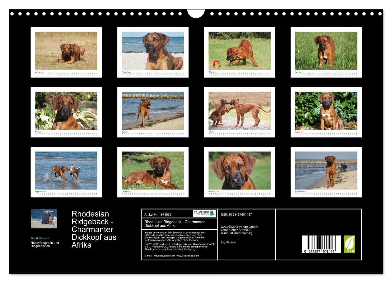 Bild: 9783457601457 | Rhodesian Ridgeback - Charmanter Dickkopf aus Afrika (Wandkalender...