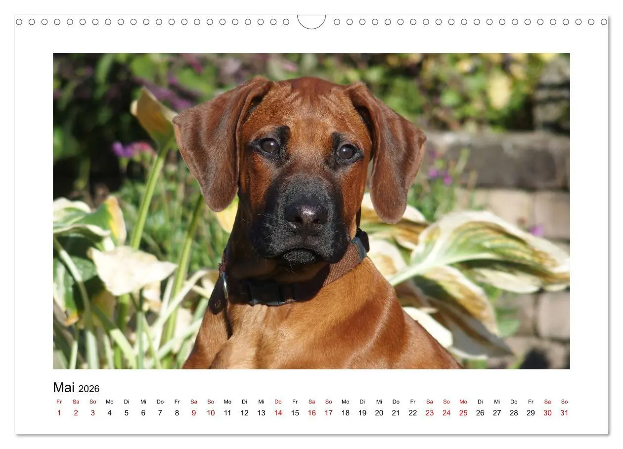 Bild: 9783457601457 | Rhodesian Ridgeback - Charmanter Dickkopf aus Afrika (Wandkalender...