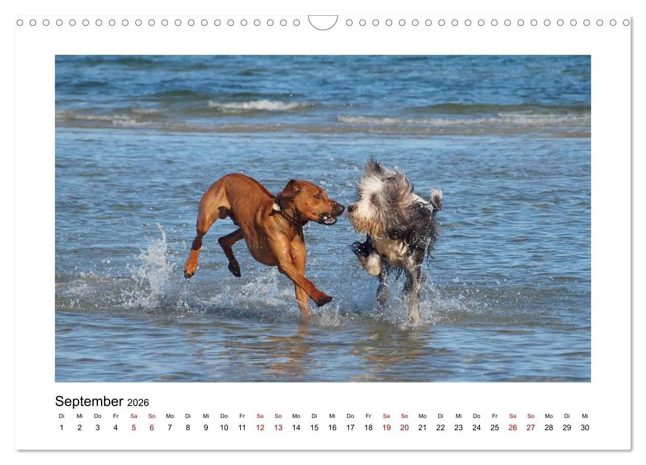 Bild: 9783457601457 | Rhodesian Ridgeback - Charmanter Dickkopf aus Afrika (Wandkalender...
