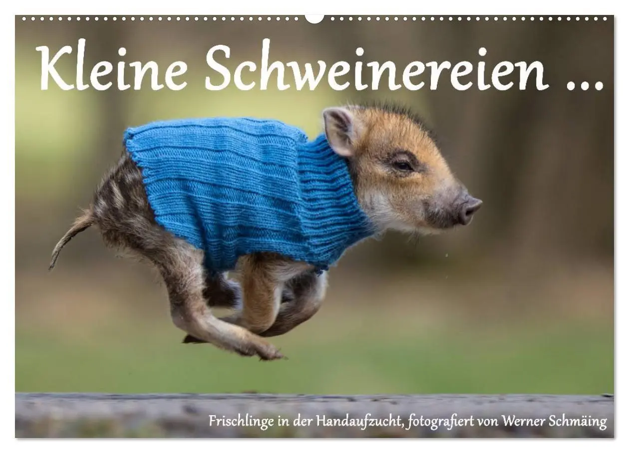 Cover: 9783516001457 | Kleine Schweinereien (Wandkalender 2026 DIN A2 quer), CALVENDO...