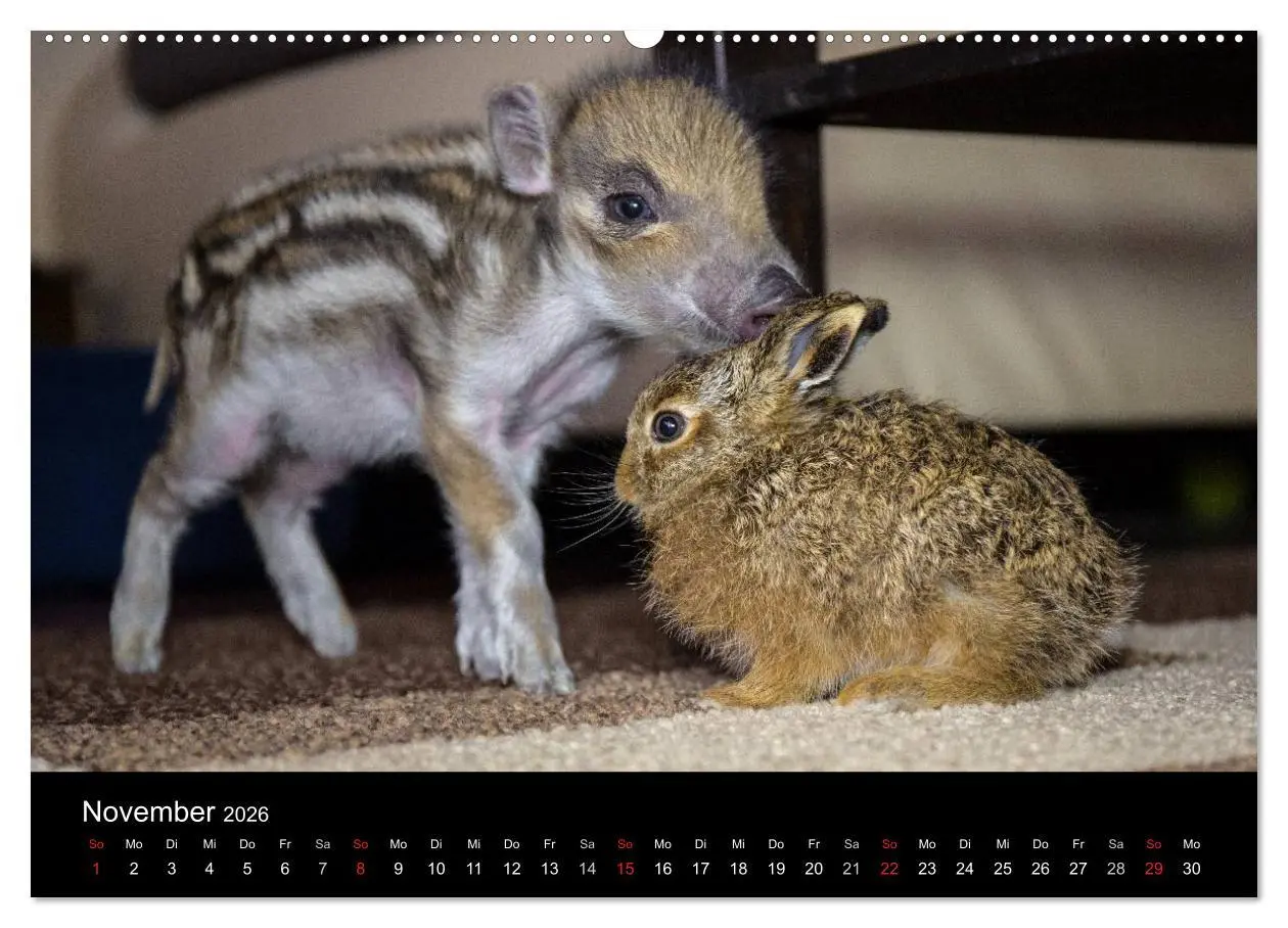 Bild: 9783516001457 | Kleine Schweinereien (Wandkalender 2026 DIN A2 quer), CALVENDO...