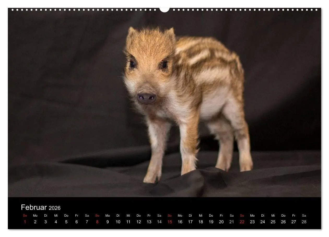 Bild: 9783516001457 | Kleine Schweinereien (Wandkalender 2026 DIN A2 quer), CALVENDO...