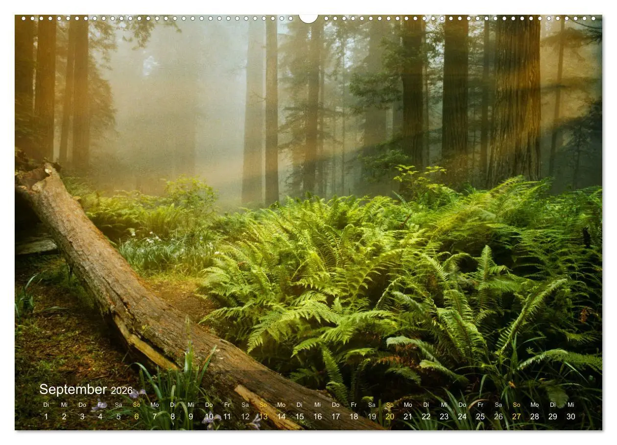 Bild: 9783457511657 | Das Schweigen der Bäume (Wandkalender 2026 DIN A2 quer), CALVENDO...