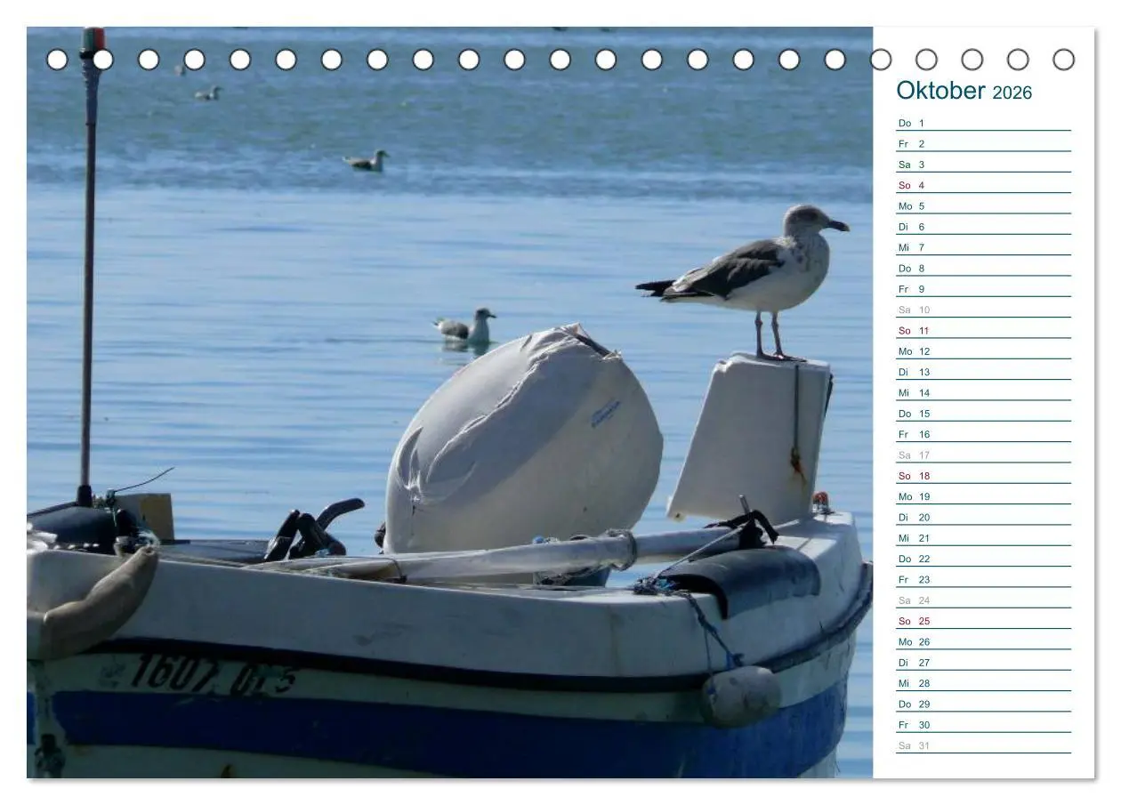 Bild: 9783516151657 | Möwen - Von der Ostsee bis zum Atlantik (Tischkalender 2026 DIN A5...
