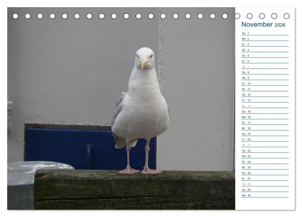 Bild: 9783516151657 | Möwen - Von der Ostsee bis zum Atlantik (Tischkalender 2026 DIN A5...