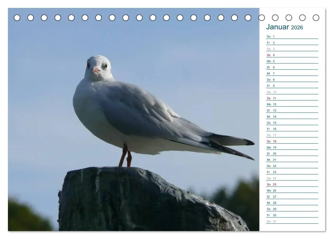 Bild: 9783516151657 | Möwen - Von der Ostsee bis zum Atlantik (Tischkalender 2026 DIN A5...