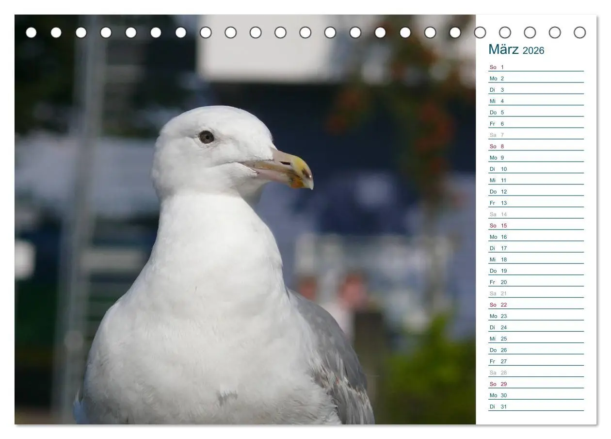 Bild: 9783516151657 | Möwen - Von der Ostsee bis zum Atlantik (Tischkalender 2026 DIN A5...