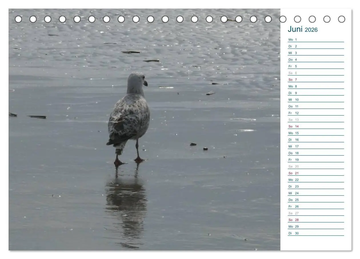 Bild: 9783516151657 | Möwen - Von der Ostsee bis zum Atlantik (Tischkalender 2026 DIN A5...