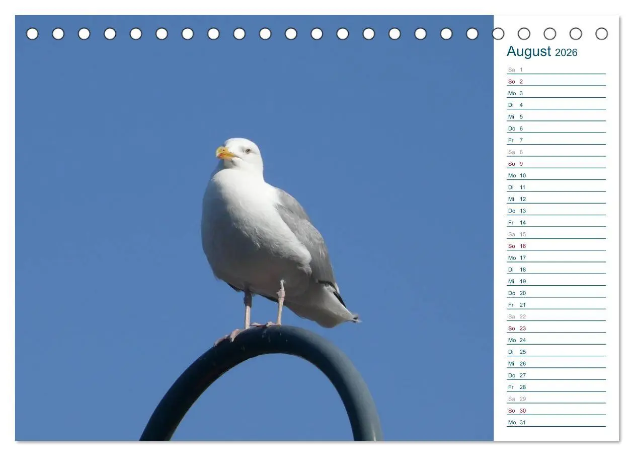 Bild: 9783516151657 | Möwen - Von der Ostsee bis zum Atlantik (Tischkalender 2026 DIN A5...