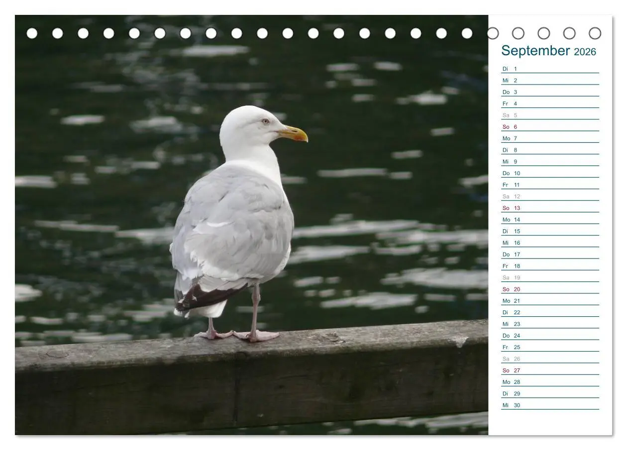 Bild: 9783516151657 | Möwen - Von der Ostsee bis zum Atlantik (Tischkalender 2026 DIN A5...