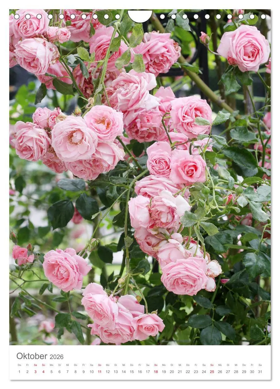 Bild: 9783516391657 | Glücklich mit Rosen (Wandkalender 2026 DIN A4 hoch), CALVENDO...