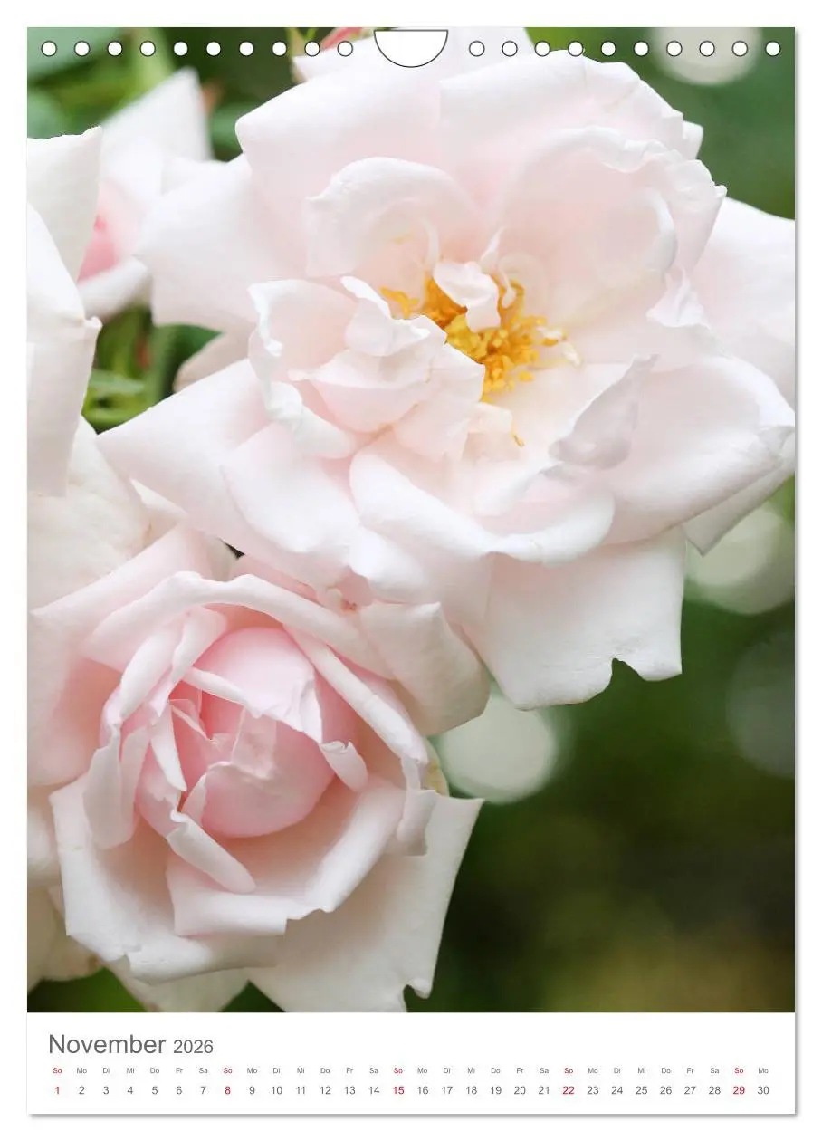 Bild: 9783516391657 | Glücklich mit Rosen (Wandkalender 2026 DIN A4 hoch), CALVENDO...