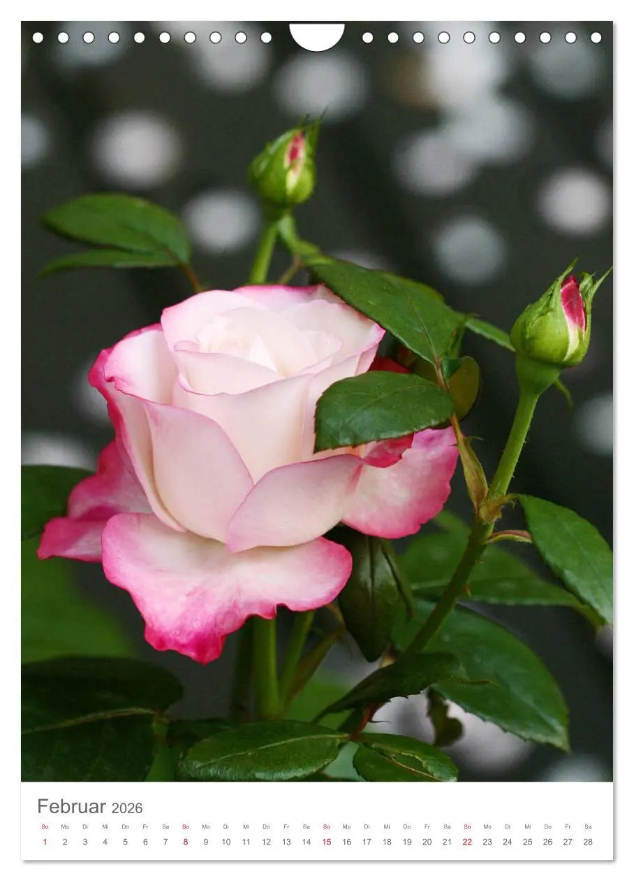 Bild: 9783516391657 | Glücklich mit Rosen (Wandkalender 2026 DIN A4 hoch), CALVENDO...