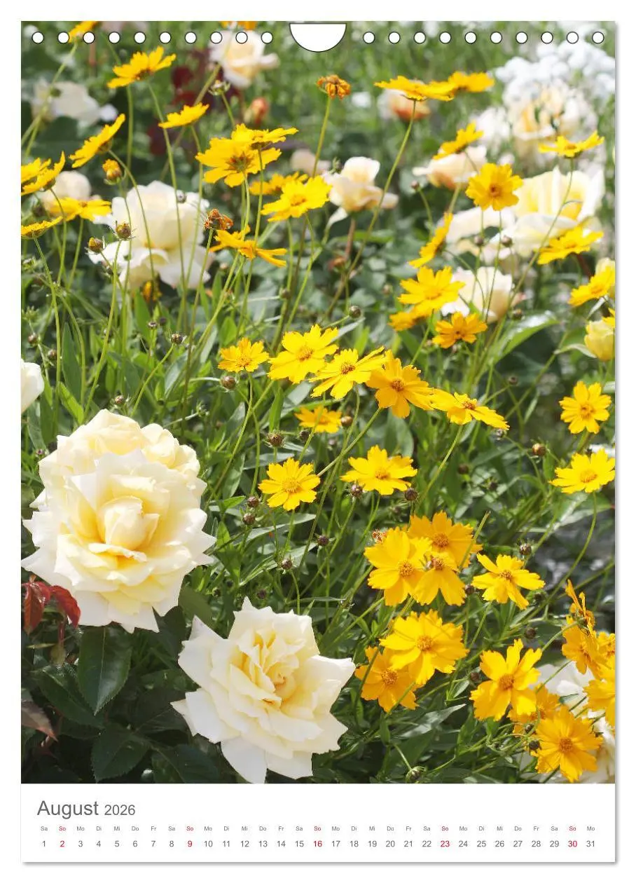 Bild: 9783516391657 | Glücklich mit Rosen (Wandkalender 2026 DIN A4 hoch), CALVENDO...
