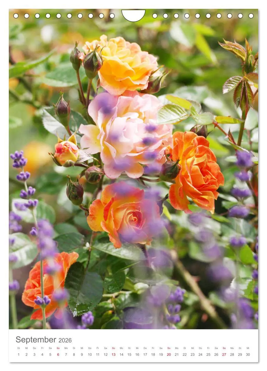 Bild: 9783516391657 | Glücklich mit Rosen (Wandkalender 2026 DIN A4 hoch), CALVENDO...