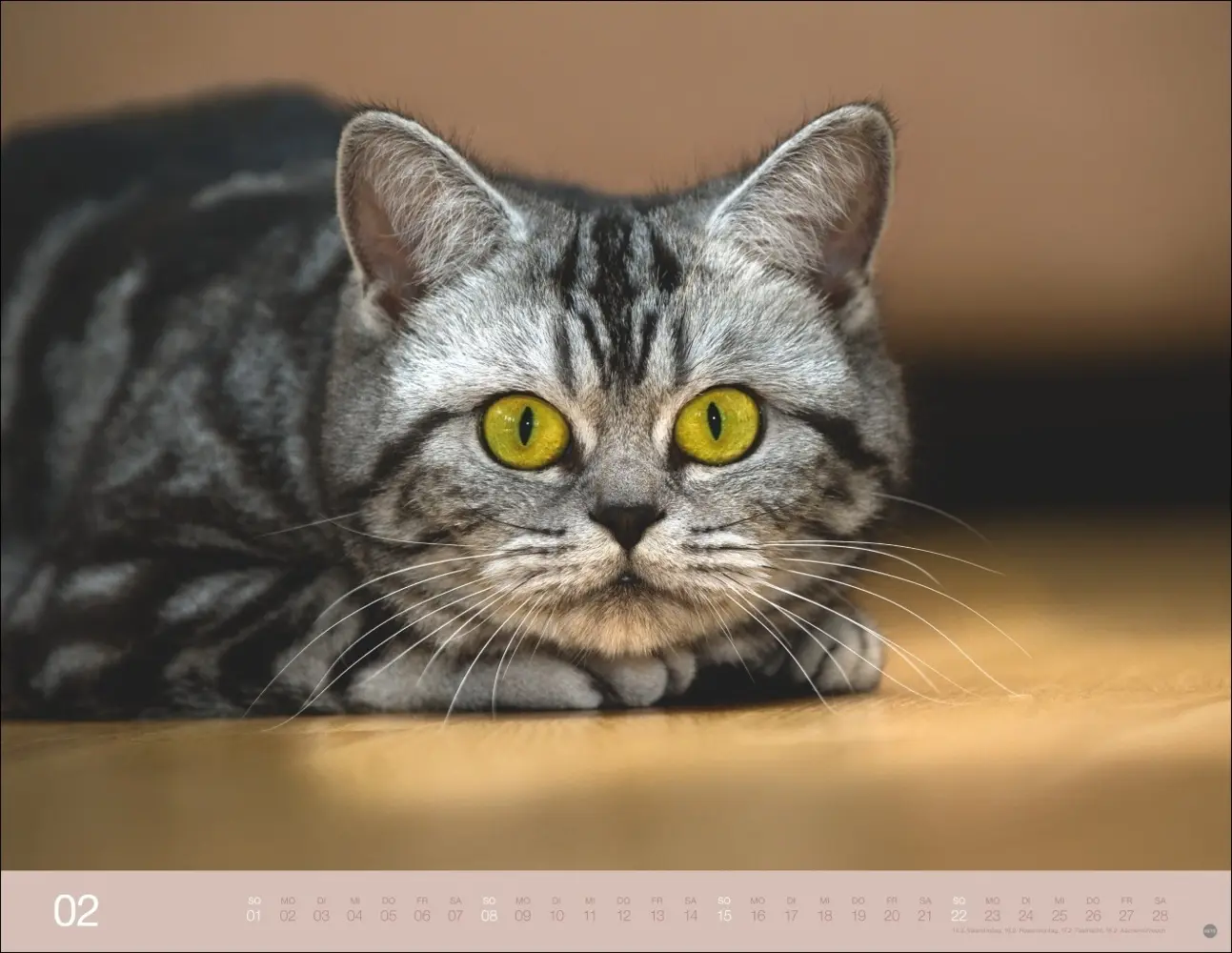 Bild: 9783756411757 | Monika Wegler: Katzenkalender 2026 | Monika Wegler | Kalender | 14 S.