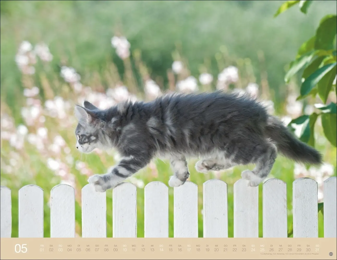 Bild: 9783756411757 | Monika Wegler: Katzenkalender 2026 | Monika Wegler | Kalender | 14 S.