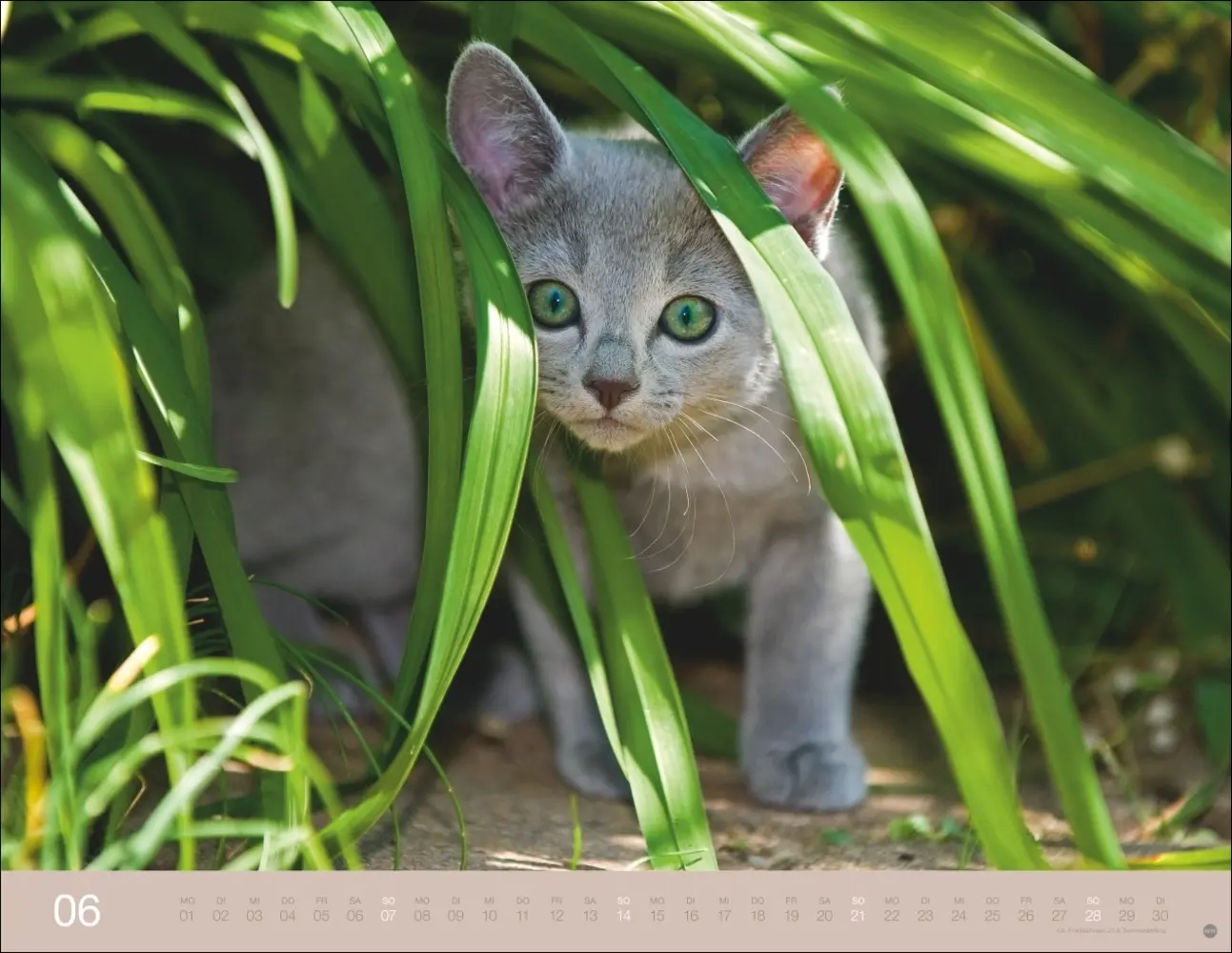 Bild: 9783756411757 | Monika Wegler: Katzenkalender 2026 | Monika Wegler | Kalender | 14 S.