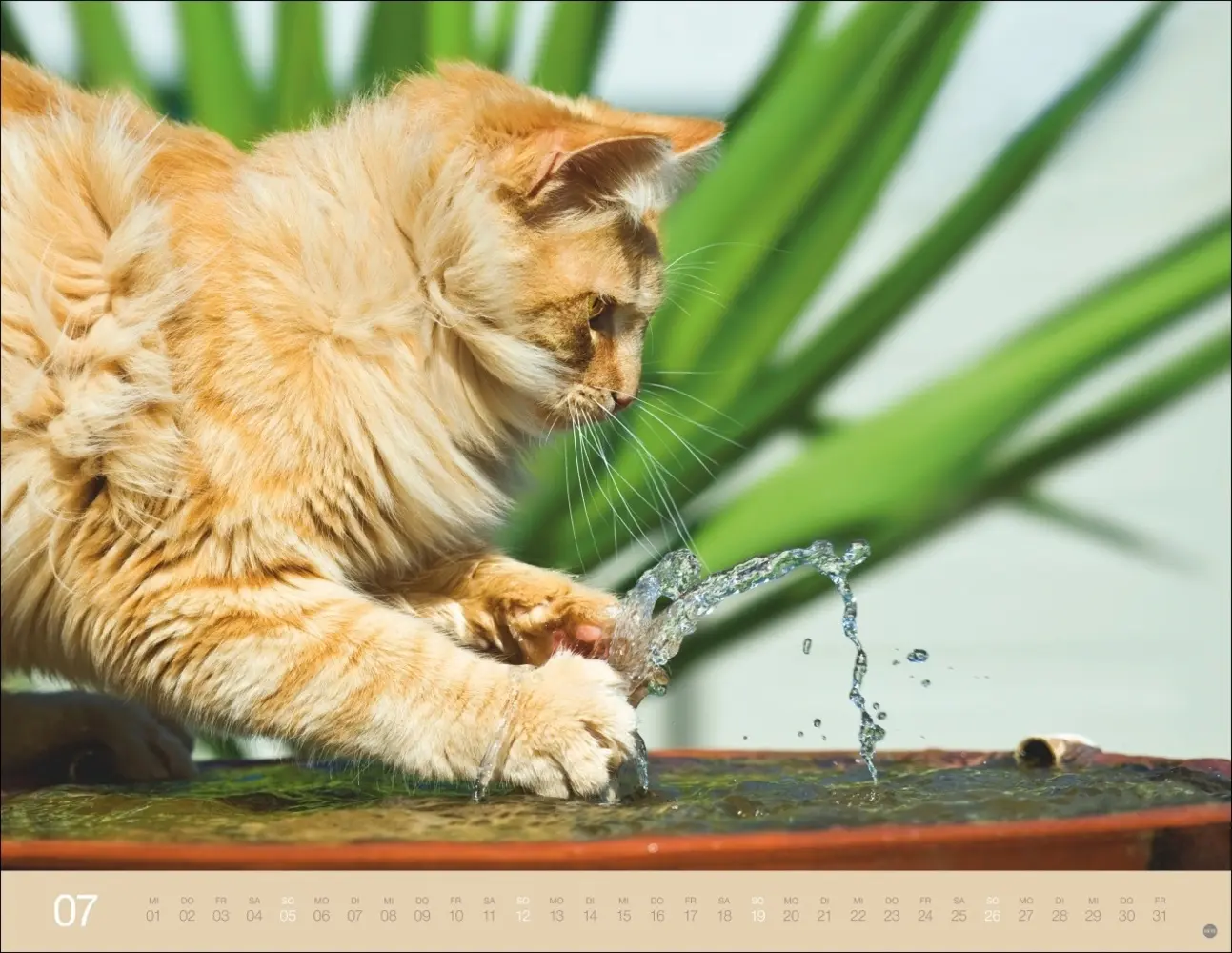 Bild: 9783756411757 | Monika Wegler: Katzenkalender 2026 | Monika Wegler | Kalender | 14 S.