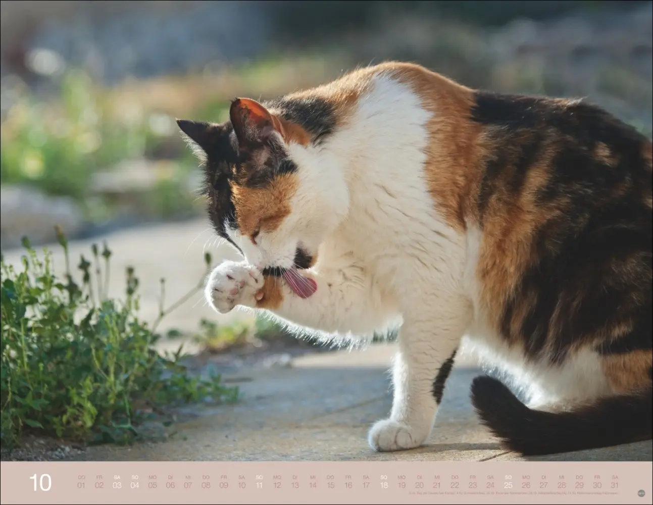 Bild: 9783756411757 | Monika Wegler: Katzenkalender 2026 | Monika Wegler | Kalender | 14 S.