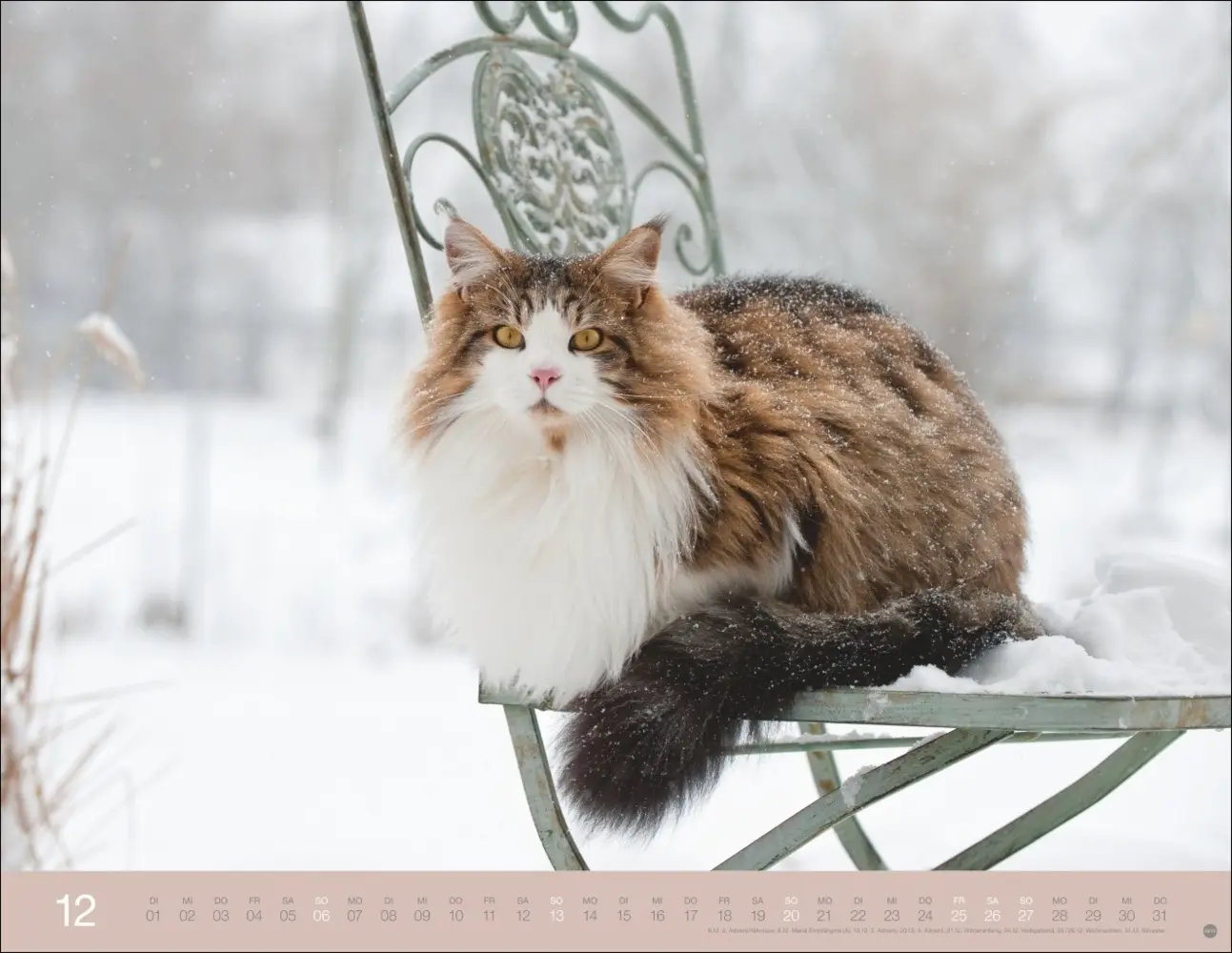 Bild: 9783756411757 | Monika Wegler: Katzenkalender 2026 | Monika Wegler | Kalender | 14 S.