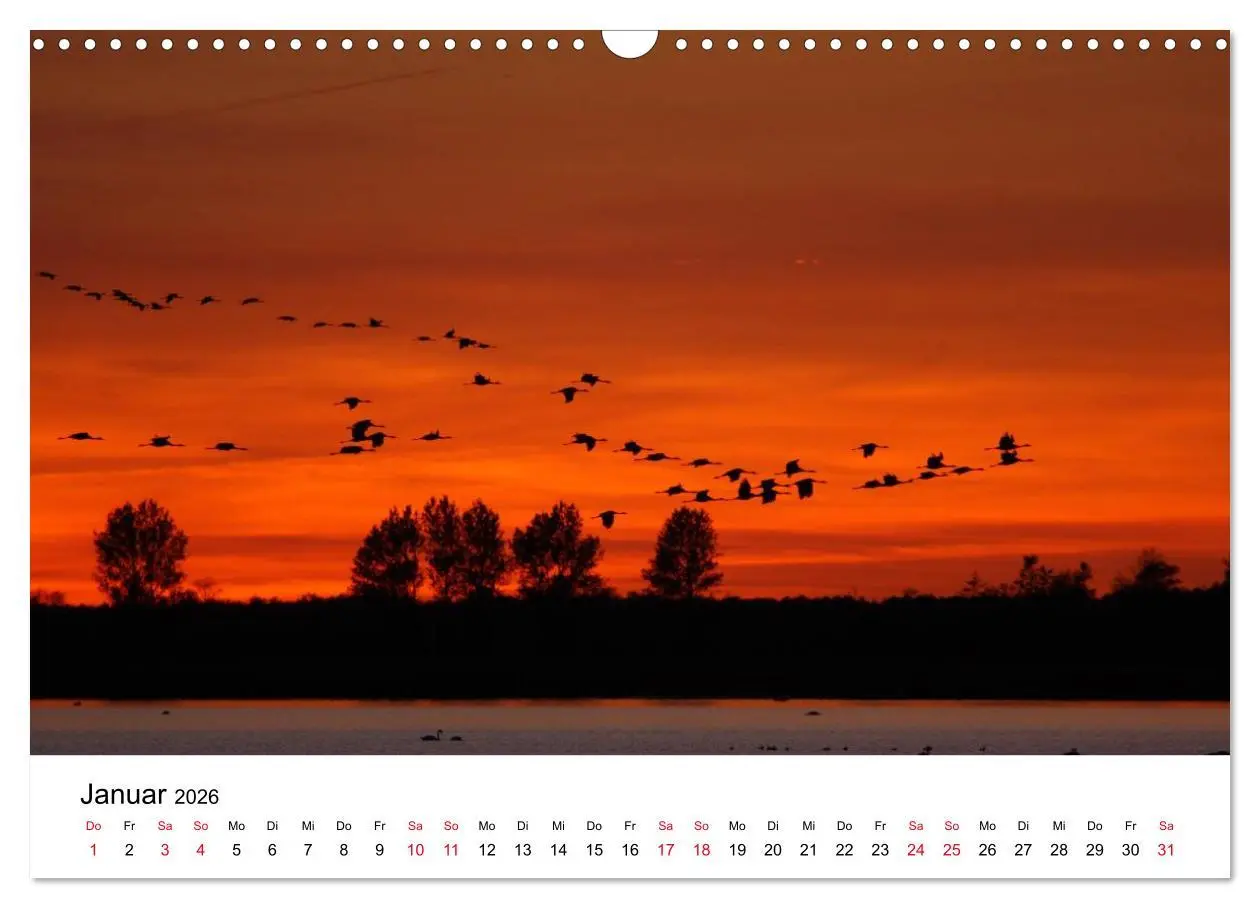 Bild: 9783516061857 | Zug der Kraniche (Wandkalender 2026 DIN A3 quer), CALVENDO...