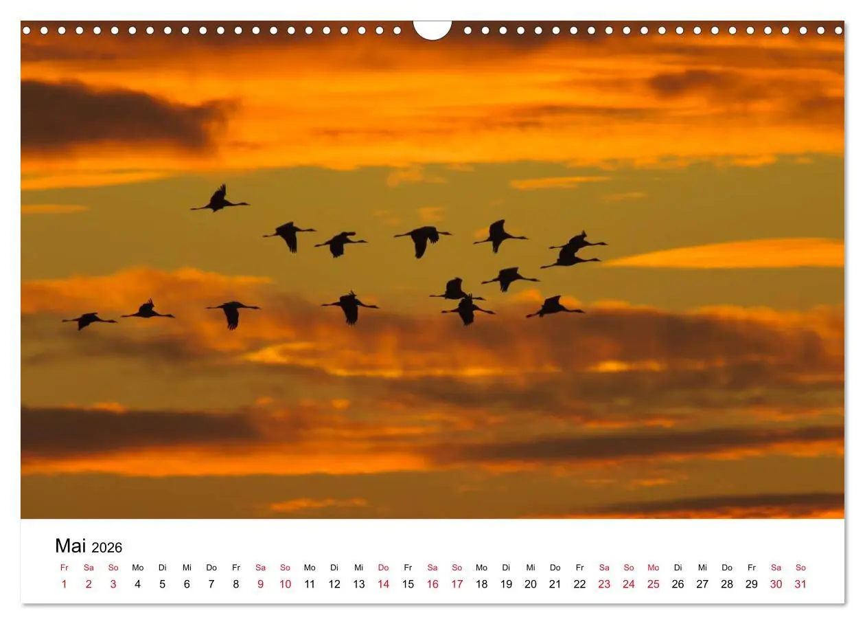 Bild: 9783516061857 | Zug der Kraniche (Wandkalender 2026 DIN A3 quer), CALVENDO...