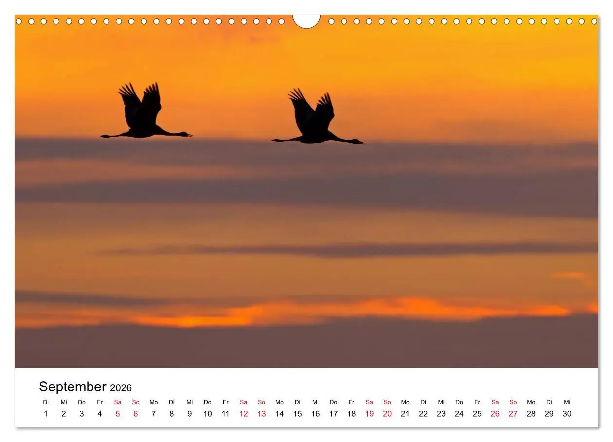 Bild: 9783516061857 | Zug der Kraniche (Wandkalender 2026 DIN A3 quer), CALVENDO...