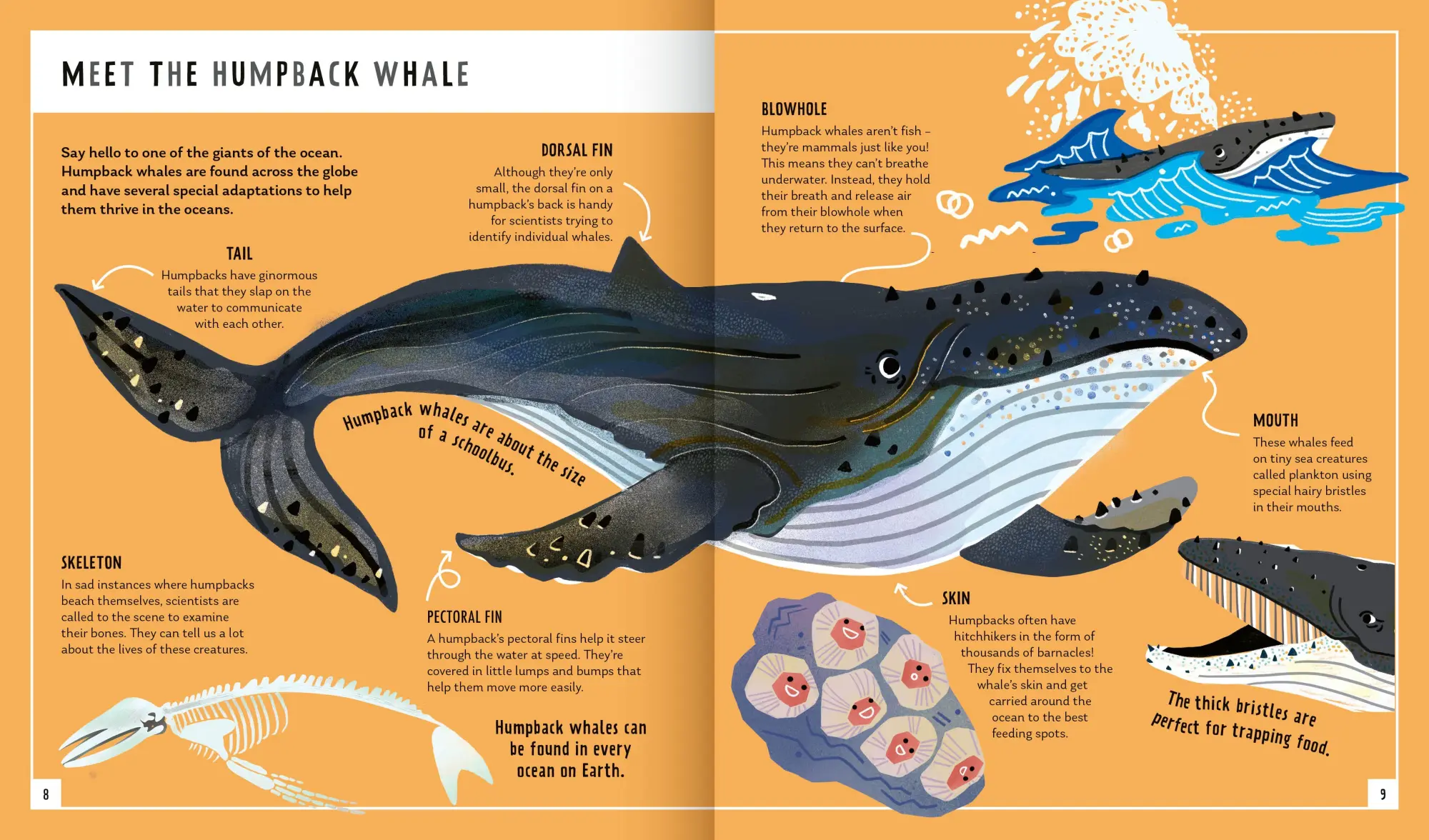 Bild: 9781838992057 | Humpback Whale (Young Zoologist) | Asha de Vos (u. a.) | Buch | 2022