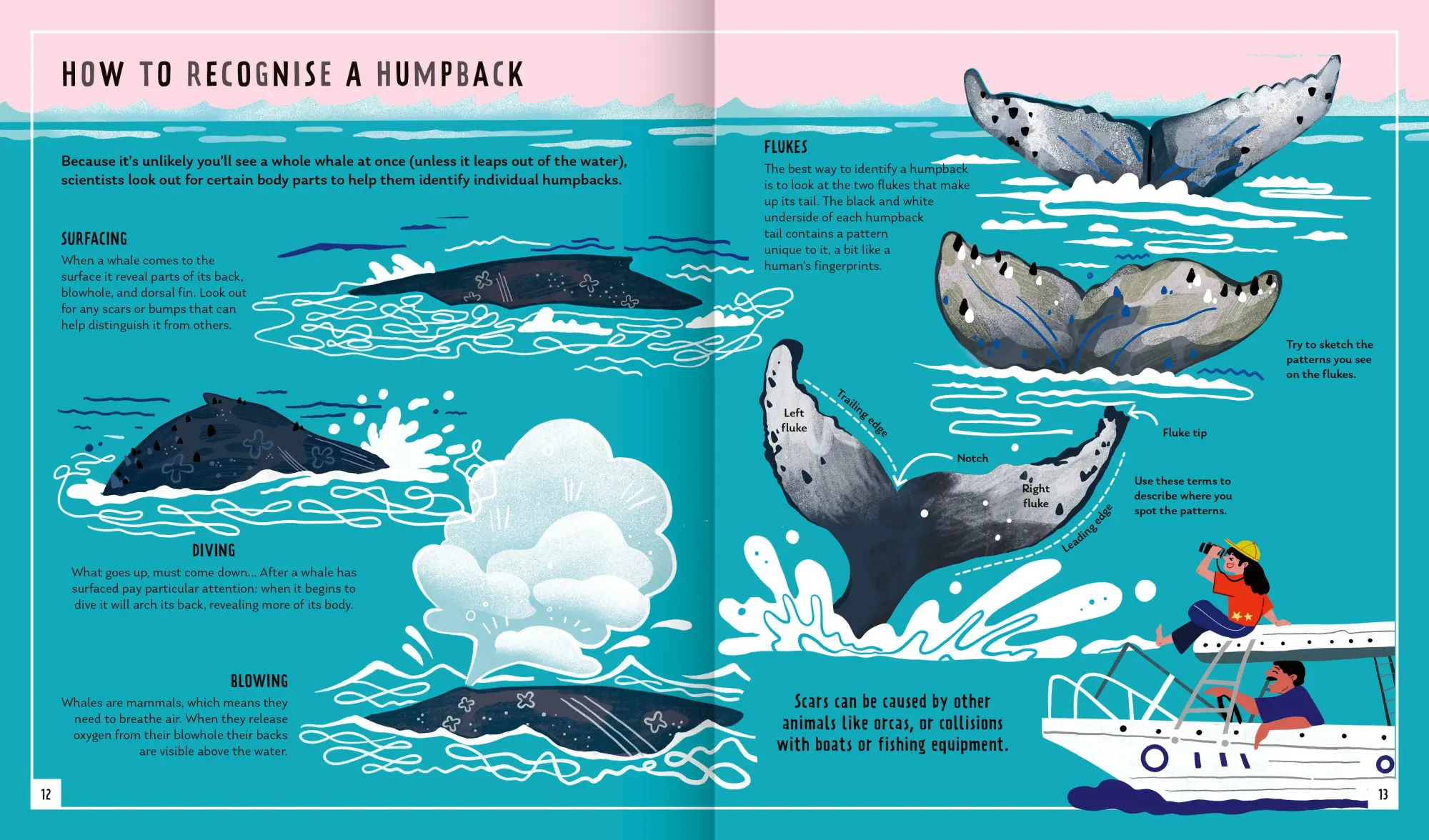 Bild: 9781838992057 | Humpback Whale (Young Zoologist) | Asha de Vos (u. a.) | Buch | 2022