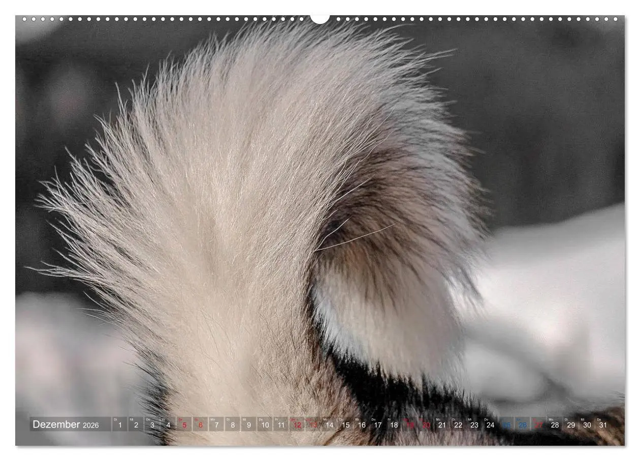 Bild: 9783457782057 | Alaskan Malamute in seinem Element (Wandkalender 2026 DIN A2 quer),...
