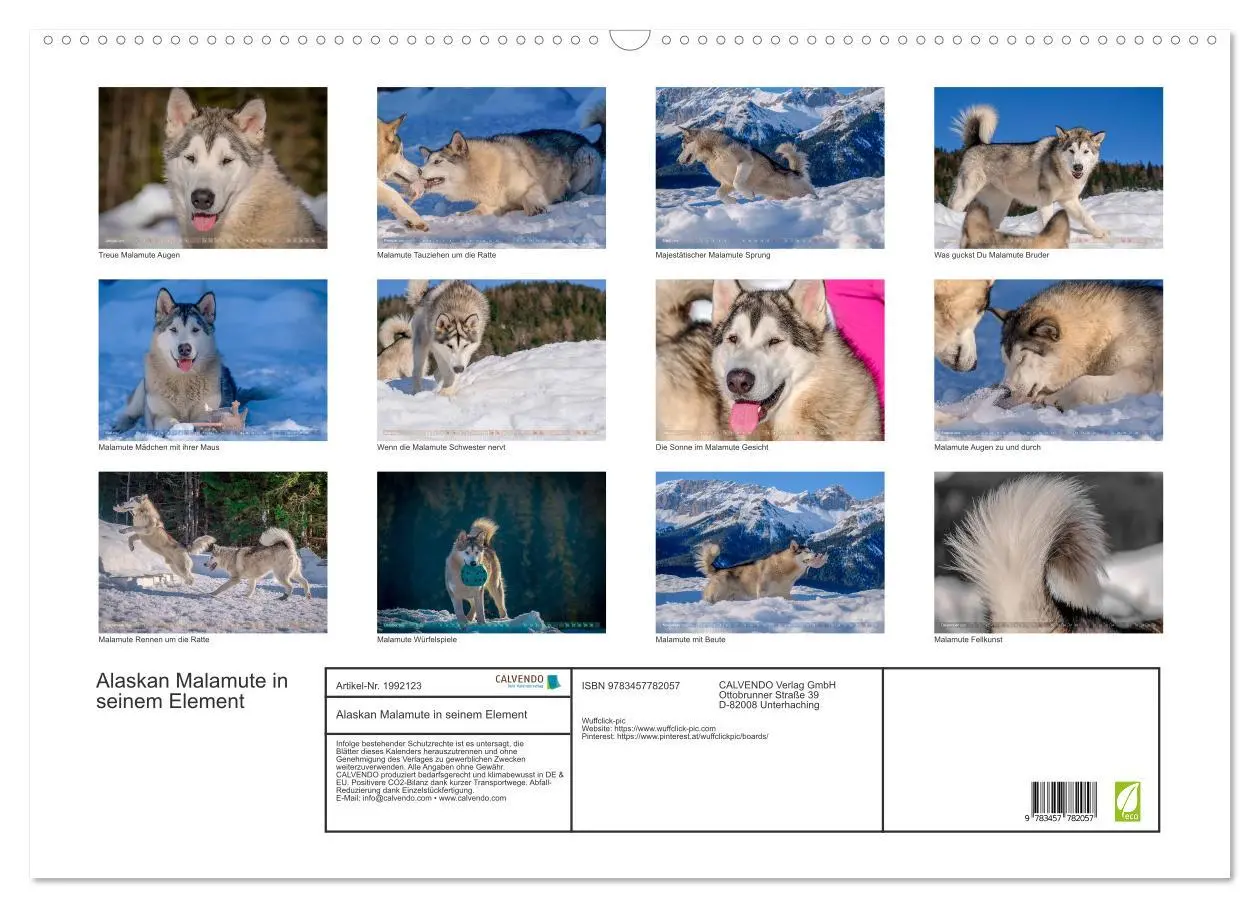 Bild: 9783457782057 | Alaskan Malamute in seinem Element (Wandkalender 2026 DIN A2 quer),...