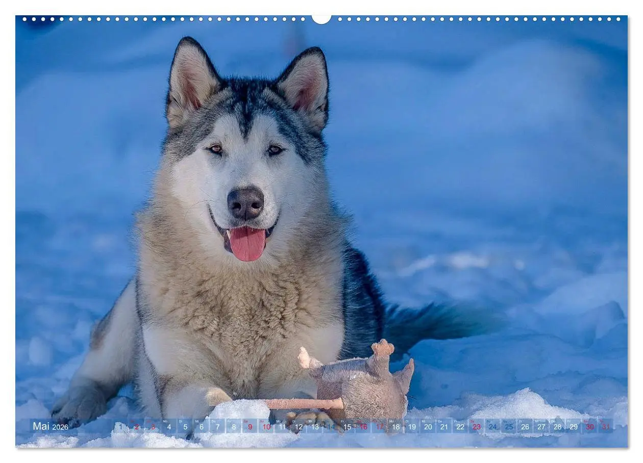 Bild: 9783457782057 | Alaskan Malamute in seinem Element (Wandkalender 2026 DIN A2 quer),...