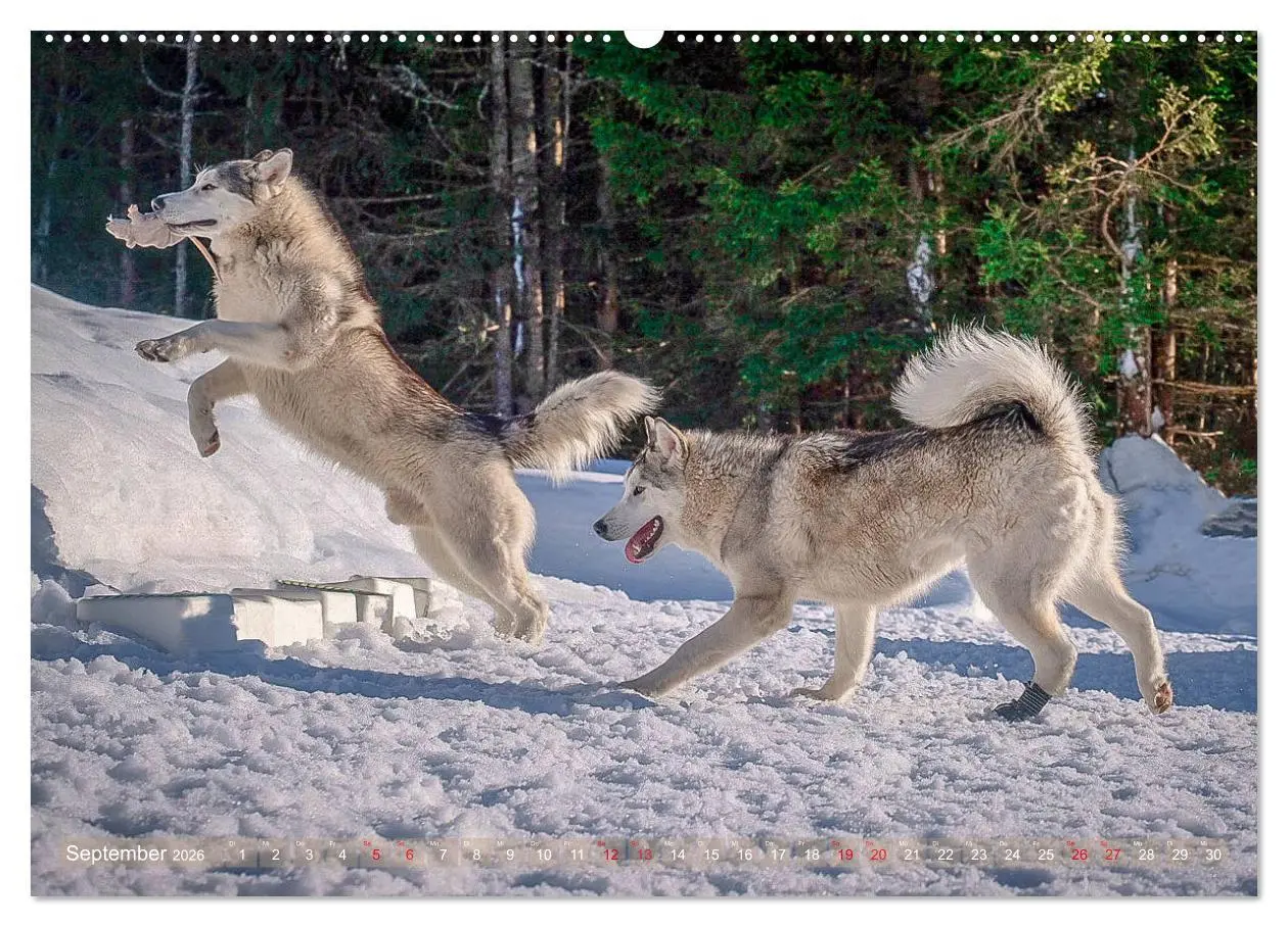 Bild: 9783457782057 | Alaskan Malamute in seinem Element (Wandkalender 2026 DIN A2 quer),...