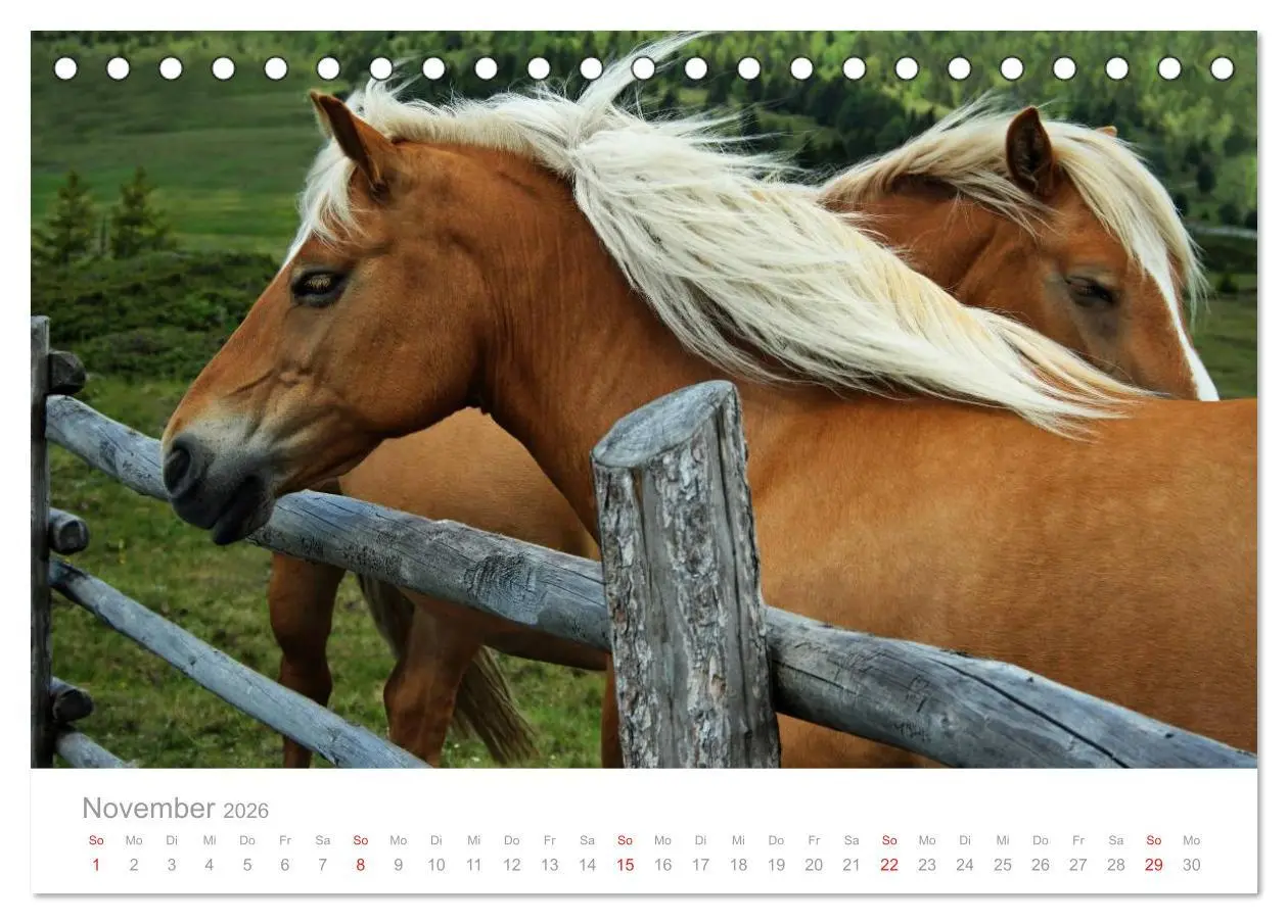 Bild: 9783516002157 | Pferde - In natürlicher Umgebung (Tischkalender 2026 DIN A5 quer),...