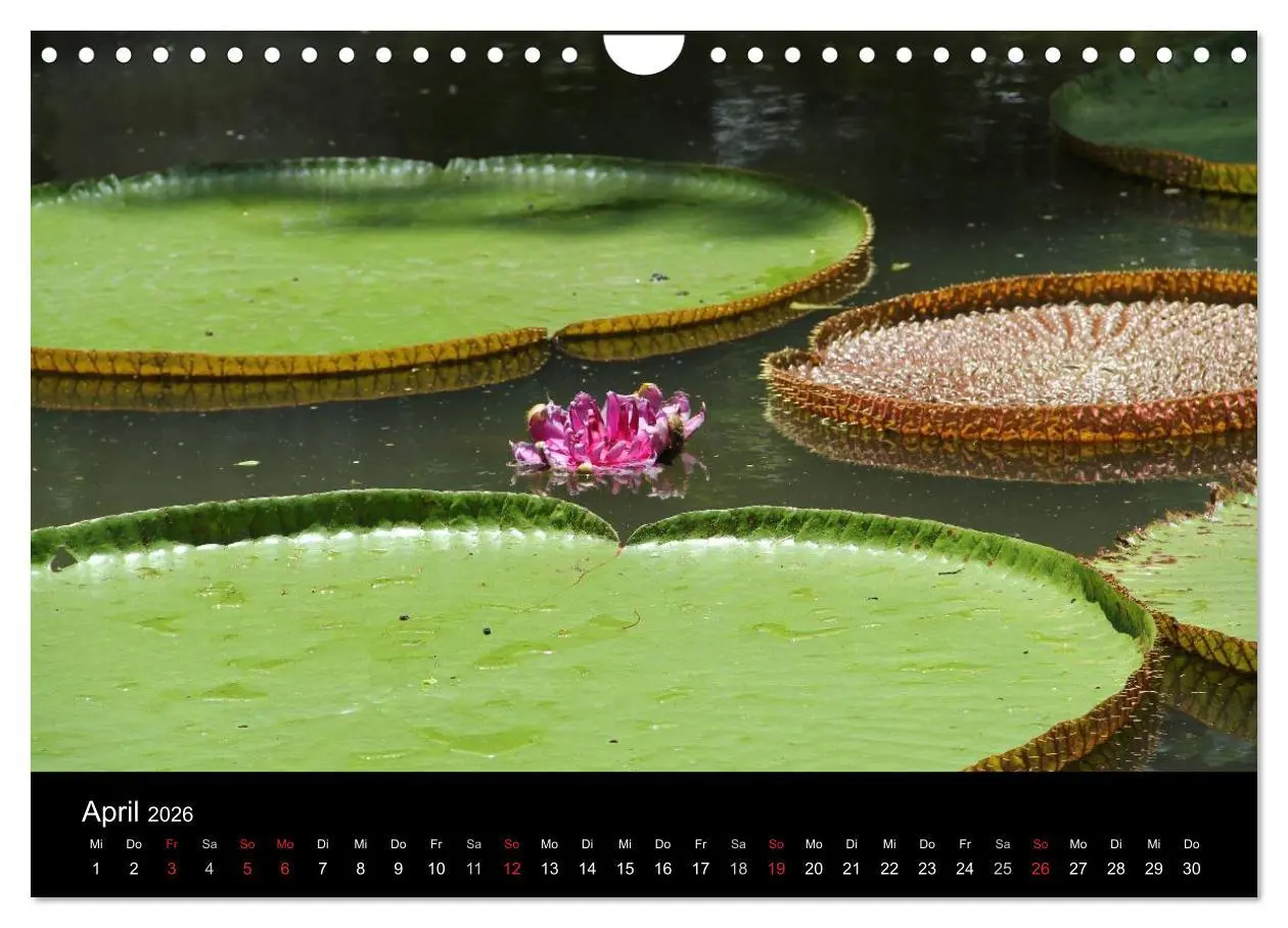 Bild: 9783516172157 | Trauminsel Mauritius (Wandkalender 2026 DIN A4 quer), CALVENDO...