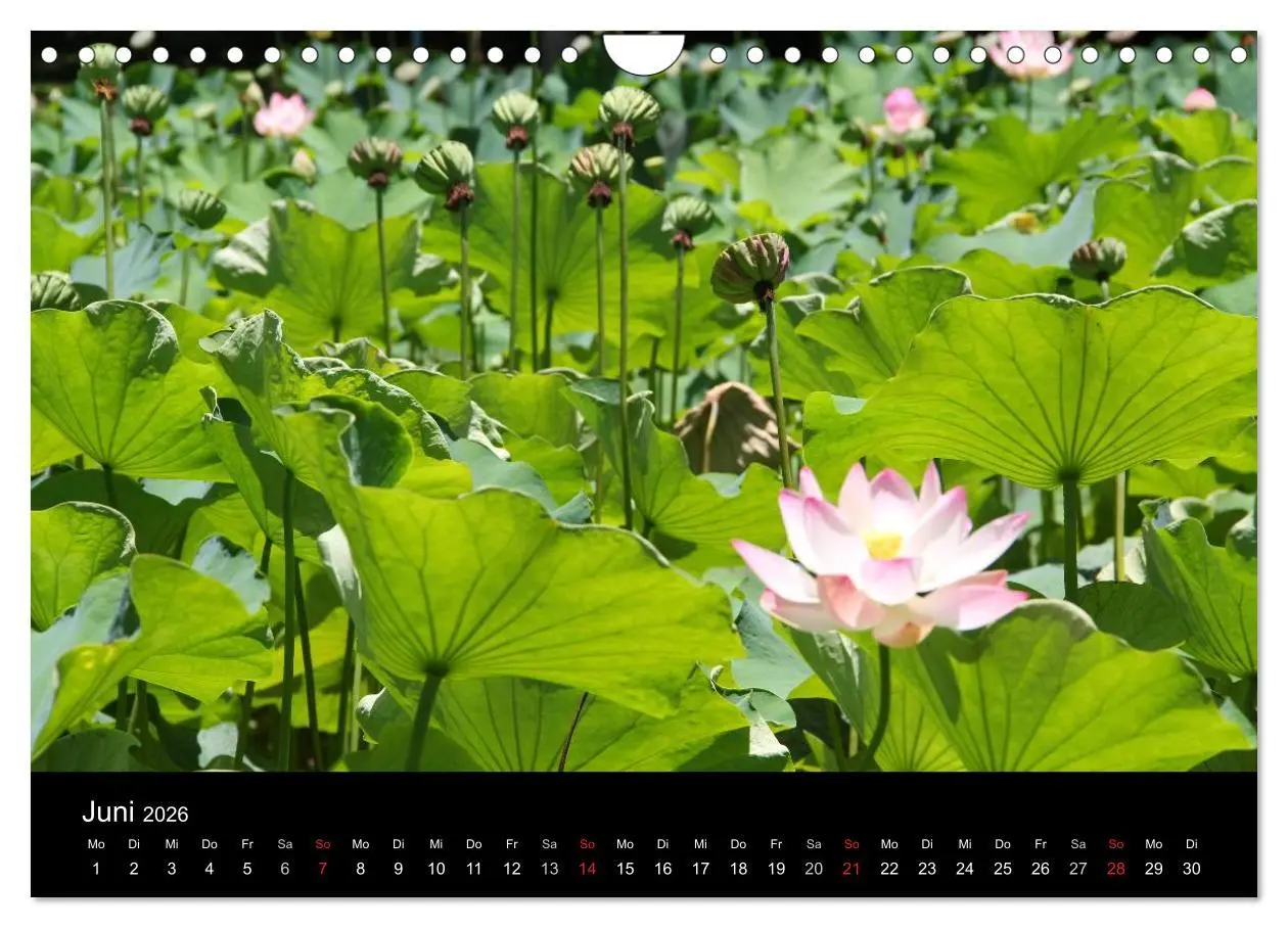 Bild: 9783516172157 | Trauminsel Mauritius (Wandkalender 2026 DIN A4 quer), CALVENDO...