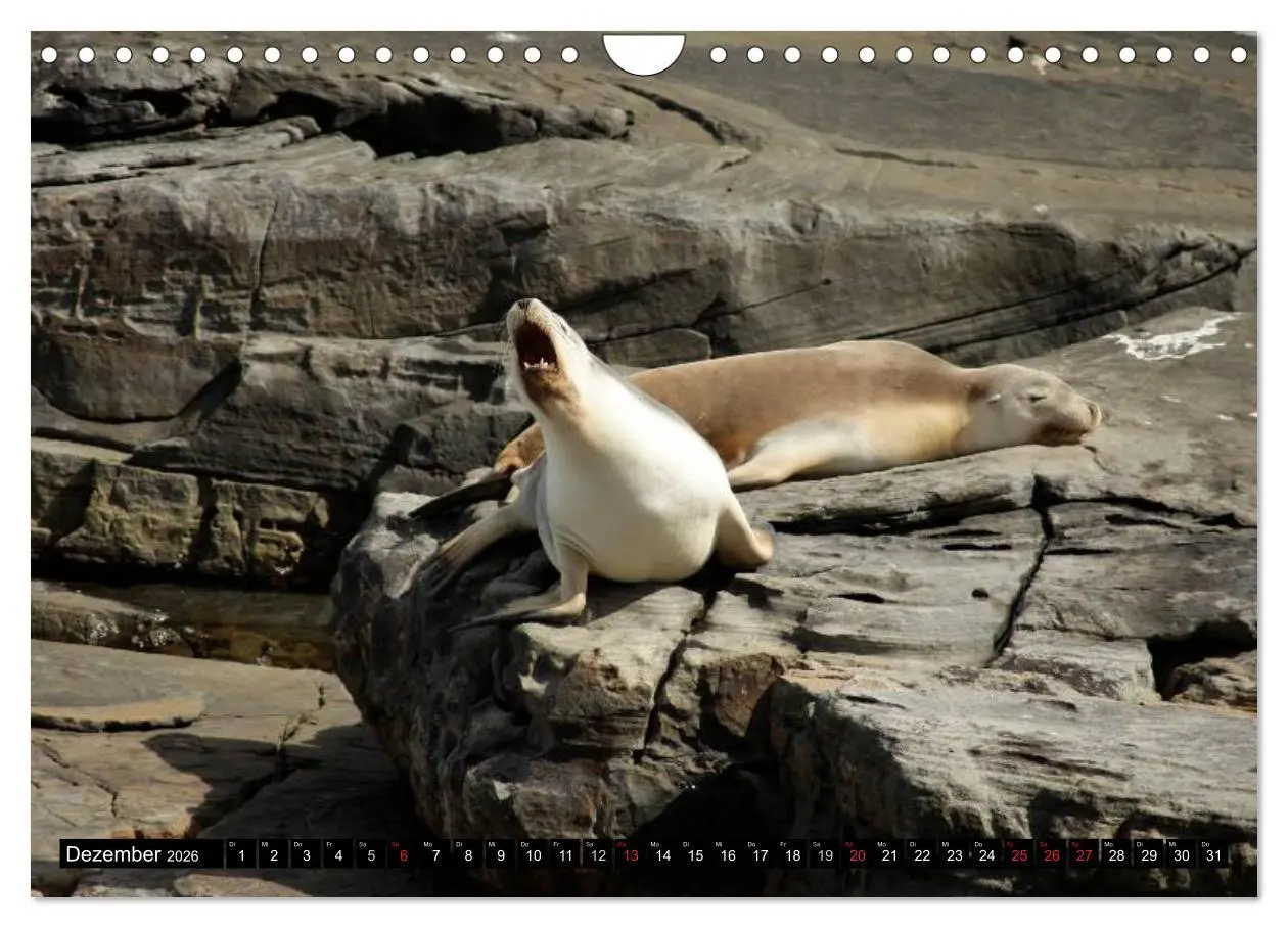 Bild: 9783516092257 | Die Tierwelt in Australien (Wandkalender 2026 DIN A4 quer),...
